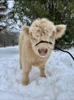 Buttercup Bean(Male) - Image 3