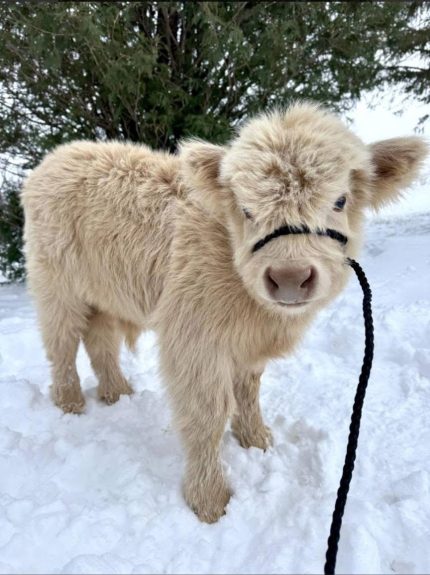Buttercup Bean(Male)