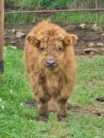 Daisy micro mini Highland cow for sale standing in pasture with fluffy coat
