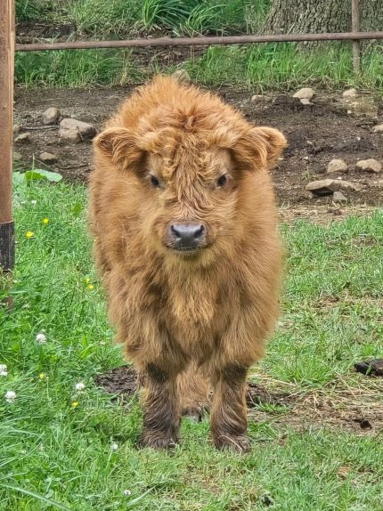 Daisy-(Female)