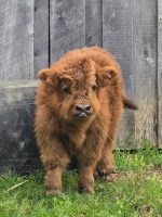 Micro Mini Highland Cow for Sale – Meet Daisy - Image 2