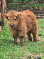 Micro Mini Highland Cow for Sale – Meet Daisy - Image 3