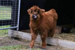 Daisy-(Female) - Image 3