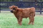 Daisy-(Female) - Image 4