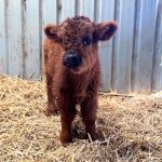 Daisy-(Female)