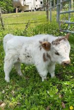 Duffy (Male) - Image 2