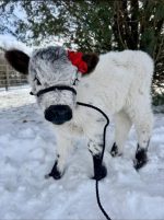 Lucy-(Female) - Image 3