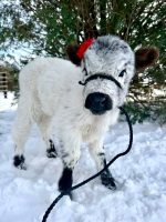 Lucy-(Female) - Image 2