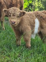 Get Mini Highland Cow Online – Milo - Image 3