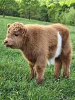 Get Mini Highland Cow Online – Milo - Image 2