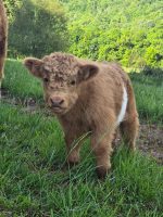 Milo Miniature Highland heifer grazing in pasture with fluffy coat