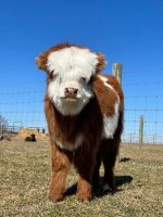 Mini Highland Cattle for Sale – Meet Nancy - Image 2