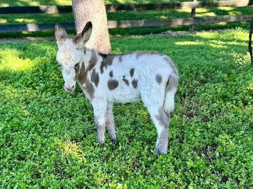 Ferdy-(Male) Mini donkey for sale, Healthy mini donkeys for sale, buy miniature donkey, miniature donkeys for sale Contact: minihighlandcattle10@gmail.com