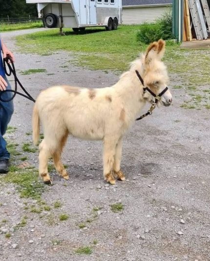Waffles-(Male) Miniature Donkey For Sale, we have very healthy miniature donkeys for sale, mini donkeys for sale. Contact : minihighlandcattle10@gmail.com