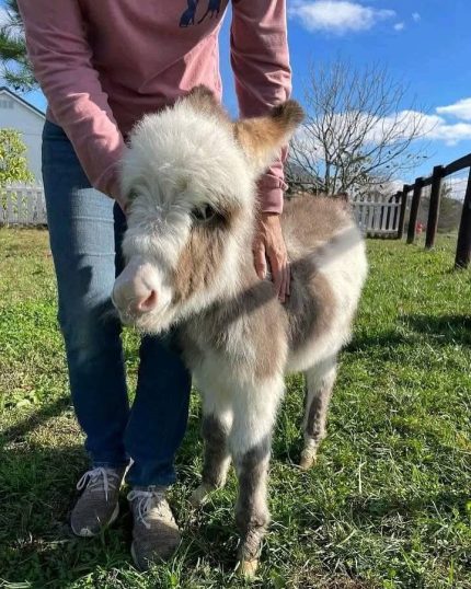 Marshmallow-(Female) mini donkey available, beautiful mini donkey available for sale, we sell mini donkeys online. Contact: minihighlandcattle10@gmail.com