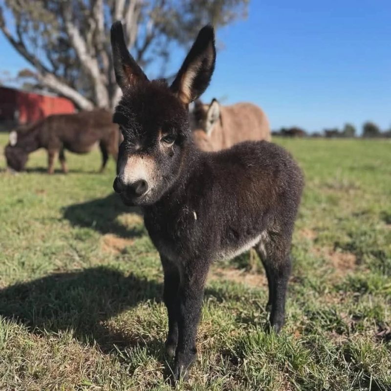 Twinkle Toes-(Female) Buy Miniature Donkey, we have lovely miniature donkeys for sale, get mini donkeys Contact: minihighlandcattle10@gmail.com