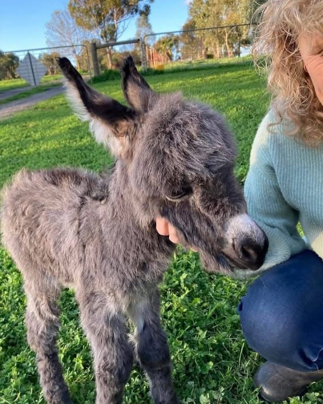 Bluebell-(female) Buy Mini Donkeys For Sale, have you been searching for a mini donkey? we have mini donkeys for sale