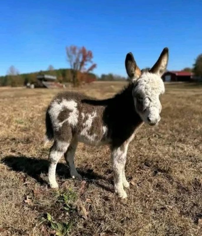 Mochi-(Male) Mini Donkey Sale Online, buy mini donkeys for sale, we have miniature donkeys for sale Contact: minihighlandcattle10@gmail.com