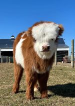 Mini Highland Cattle for Sale – Meet Nancy - Image 3