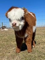 Mini Highland Cattle for Sale – Meet Nancy