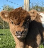 Get Mini Highland Cows for Sale – Meet Lilly - Image 3