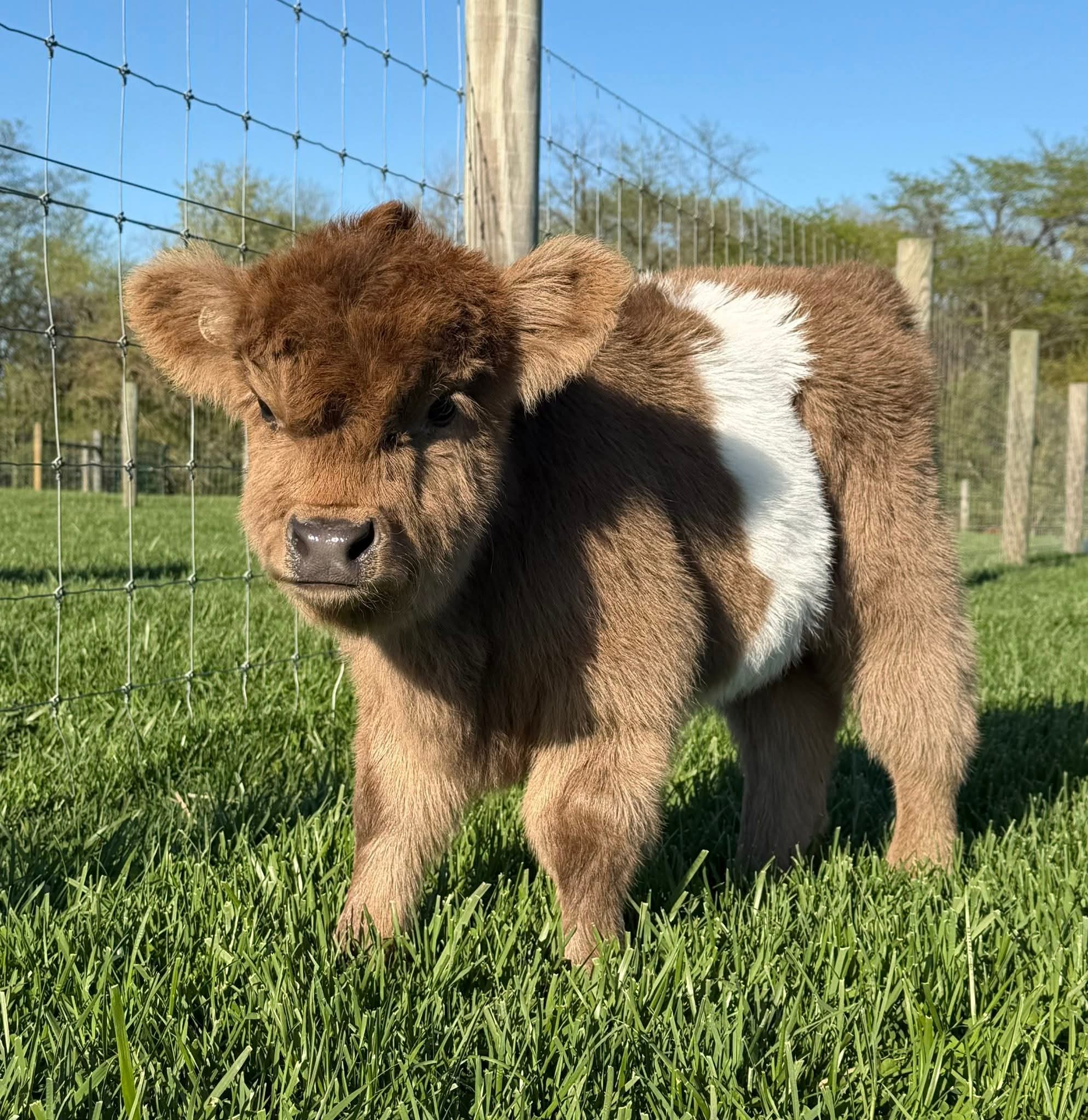 new Hazelhorn2 Get Mini Highland Cows for Sale – Meet Lilly - Image 1