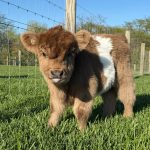 Get Mini Highland Cows for Sale – Meet Lilly - Image 2