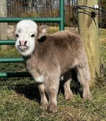 Mini Highland Calf For Sale – Meet Bean