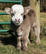 Mini Highland Calf For Sale – Meet Bean - Image 2