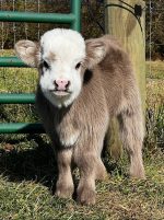 Mini Highland Calf For Sale – Meet Bean - Image 3
