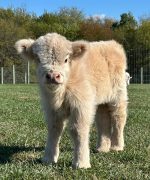 Mini Highland Cows for Sale Online – Meet Fernie