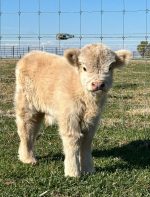 Mini Highland Cows for Sale Online – Meet Fernie - Image 2