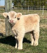 Mini Highland Cows for Sale Online – Meet Fernie - Image 3
