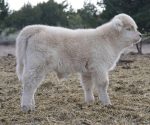 Buy Mini Highland Cow Near Me – Meet Patel - Image 3