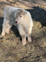 Buy Mini Highland Cow Near Me – Meet Patel
