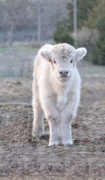 Buy Mini Highland Cow Near Me – Meet Patel - Image 2