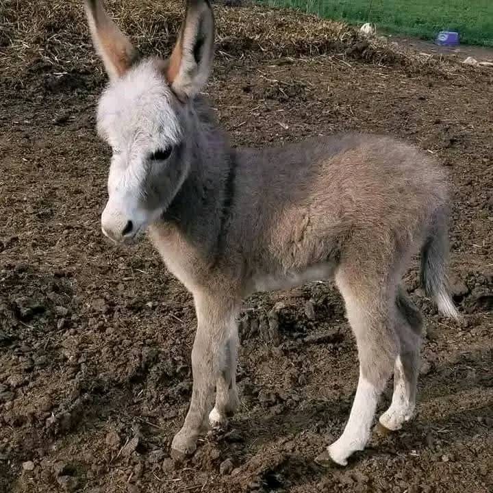 Clover -(Male) Miniature Donkey For Sale Online, buy male miniature donkey for sale, or get mini donkey online Contact: minihighlandcattle10@gmail.com