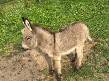 Lulu Belle-(Female) Mini Donkey for sale we have beautiful female mini cows available for sale, buy mini donkeys Contact: minihighlandcattle10@gmail.com