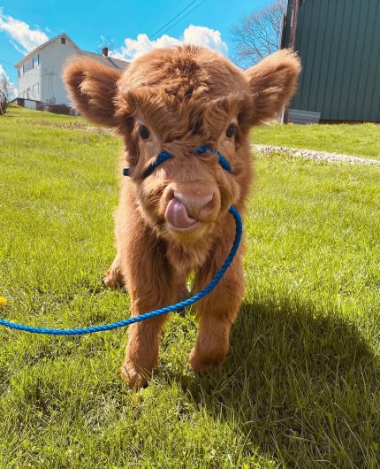 Andrew (Male) Mini Highland Cow