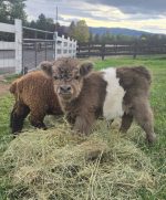 Baby Brie(Female)Buy Mini Highland Cattle - Image 2