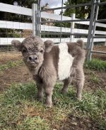 Baby Brie(Female)Buy Mini Highland Cattle Buy mini highland cow miniature cattle for sale buy mini cattle for sale miniature cow for sale