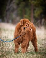 Buy Mini Highland Cattle – Meet  Lizzy