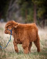 Buy Mini Highland Cattle – Meet  Lizzy - Image 2