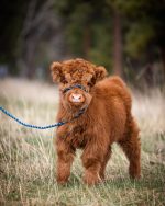 Buy Mini Highland Cattle – Meet  Lizzy - Image 3