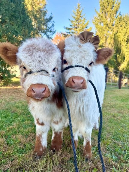 Adam & Gloria (Male)mini highland cattle for sale