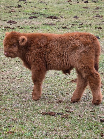 Sophia (Female) micro mini highland cow for sale buy mini cows Get mini cows mini cows available Where to buy mini cows Buy mini highland cows Mini highland cows for sale Buy mini highland cows online Get mini cows online Buy miniature cows