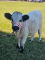 Ellie (Female)Scottish Mini Highland heifer Cow