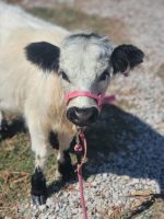 Ellie (Female)Scottish Mini Highland heifer Cow