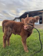 Franklin (Male)Mini Scottish Highland bull calf Buy mini highland cow miniature cattle for sale buy mini cattle for sale