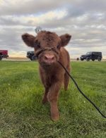 Luna (Female)Mini Scottish Highland cow - Image 3